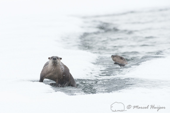 Northern river otter (Lontra canadensis), Wyoming, USA