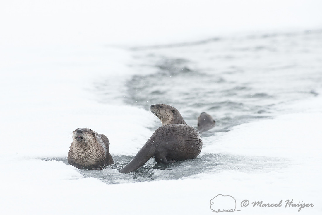 Northern river otter (Lontra canadensis), Wyoming, USA