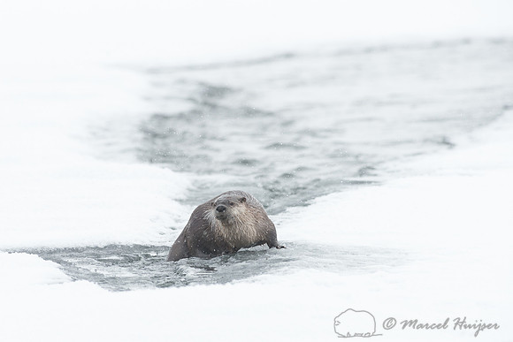 Northern river otter (Lontra canadensis), Wyoming, USA