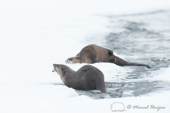 Northern river otter (Lontra canadensis), Wyoming, USA