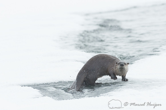 Northern river otter (Lontra canadensis), Wyoming, USA