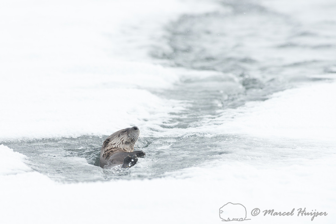 Northern river otter (Lontra canadensis), Wyoming, USA