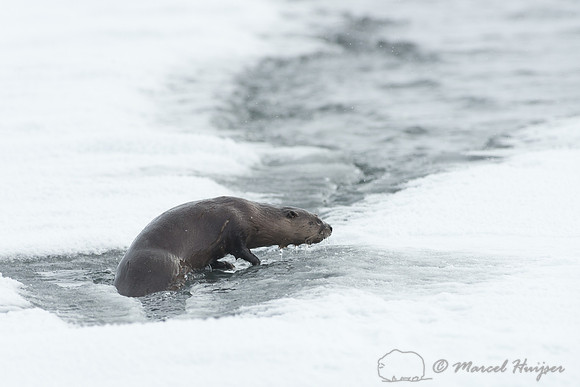 Northern river otter (Lontra canadensis), Wyoming, USA