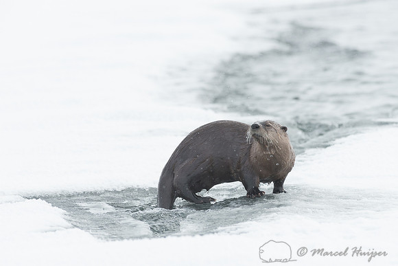 Northern river otter (Lontra canadensis), Wyoming, USA