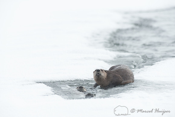 Northern river otter (Lontra canadensis), Wyoming, USA