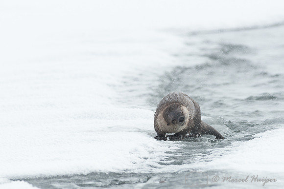 Northern river otter (Lontra canadensis), Wyoming, USA