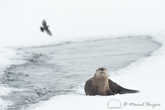 Northern river otter (Lontra canadensis), Wyoming, USA