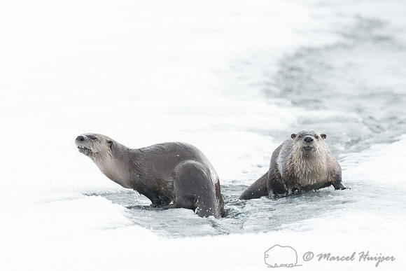 Northern river otter (Lontra canadensis), Wyoming, USA