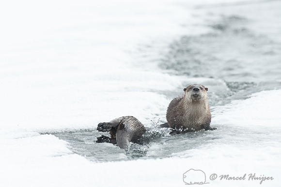 Northern river otter (Lontra canadensis), Wyoming, USA