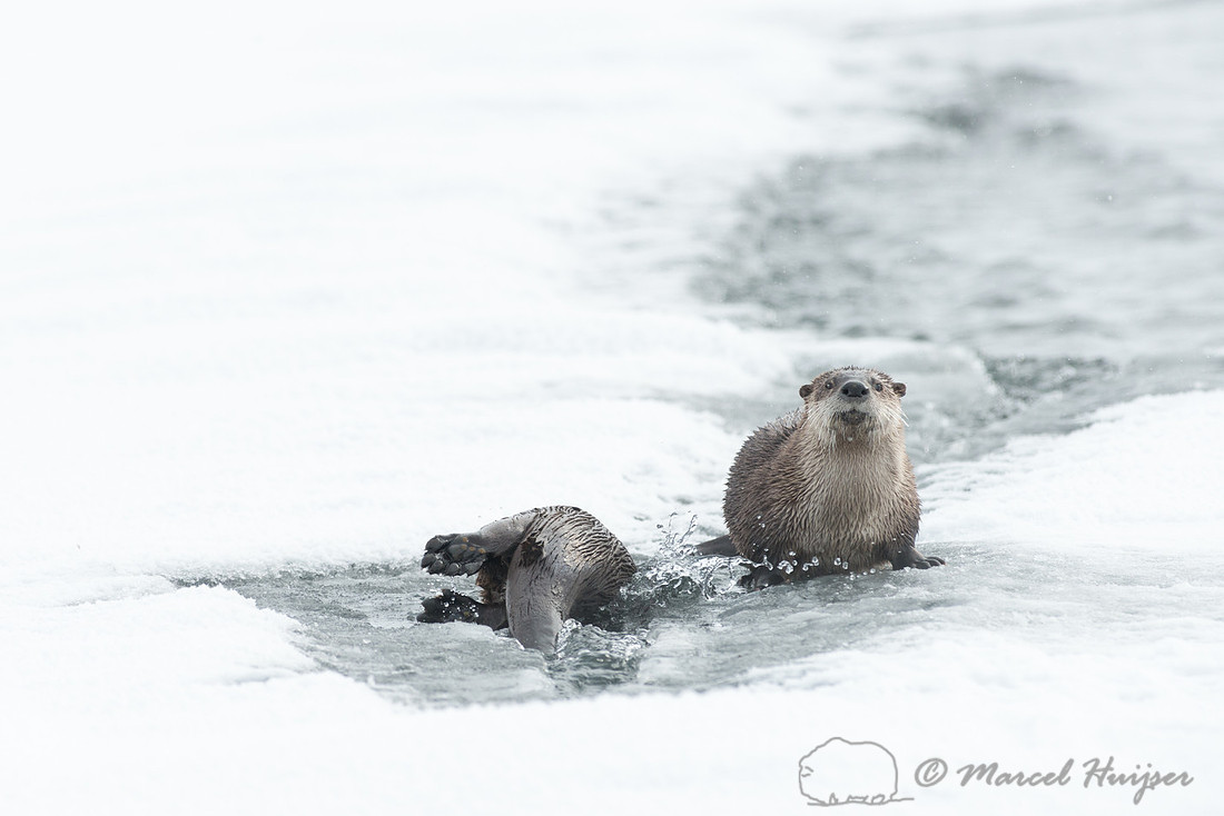 Northern river otter (Lontra canadensis), Wyoming, USA