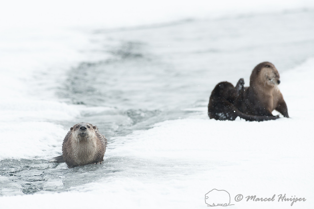 Northern river otter (Lontra canadensis), Wyoming, USA