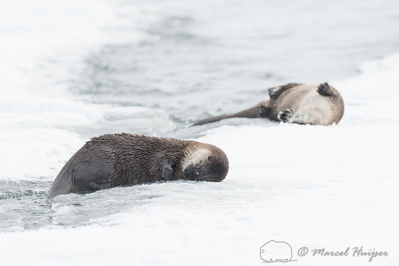 Northern river otter (Lontra canadensis), Wyoming, USA