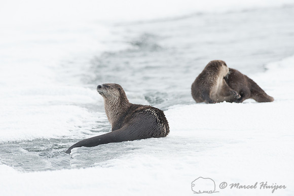 Northern river otter (Lontra canadensis), Wyoming, USA