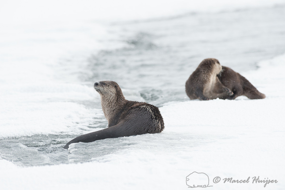Northern river otter (Lontra canadensis), Wyoming, USA
