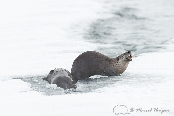 Northern river otter (Lontra canadensis), Wyoming, USA