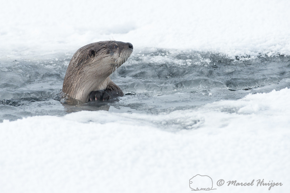 Northern river otter (Lontra canadensis), Wyoming, USA