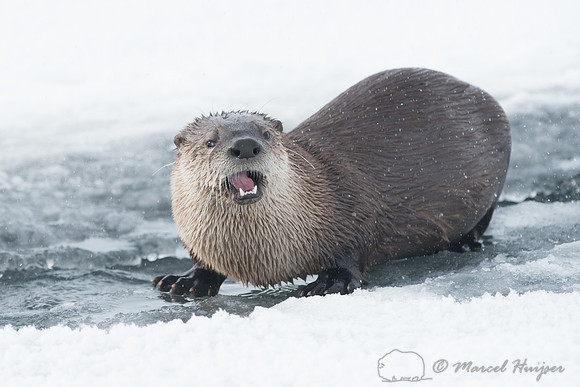 Northern river otter (Lontra canadensis), Wyoming, USA
