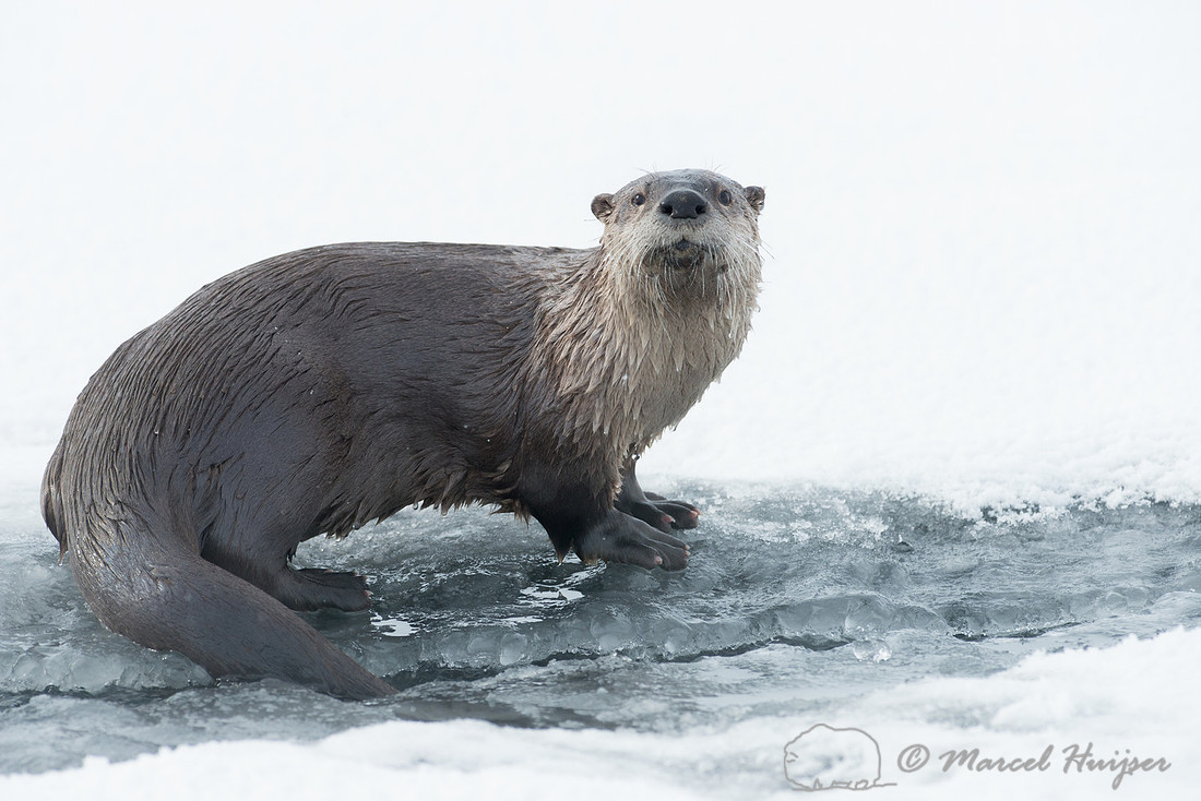 Northern river otter (Lontra canadensis), Wyoming, USA