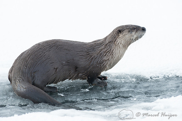 Northern river otter (Lontra canadensis), Wyoming, USA