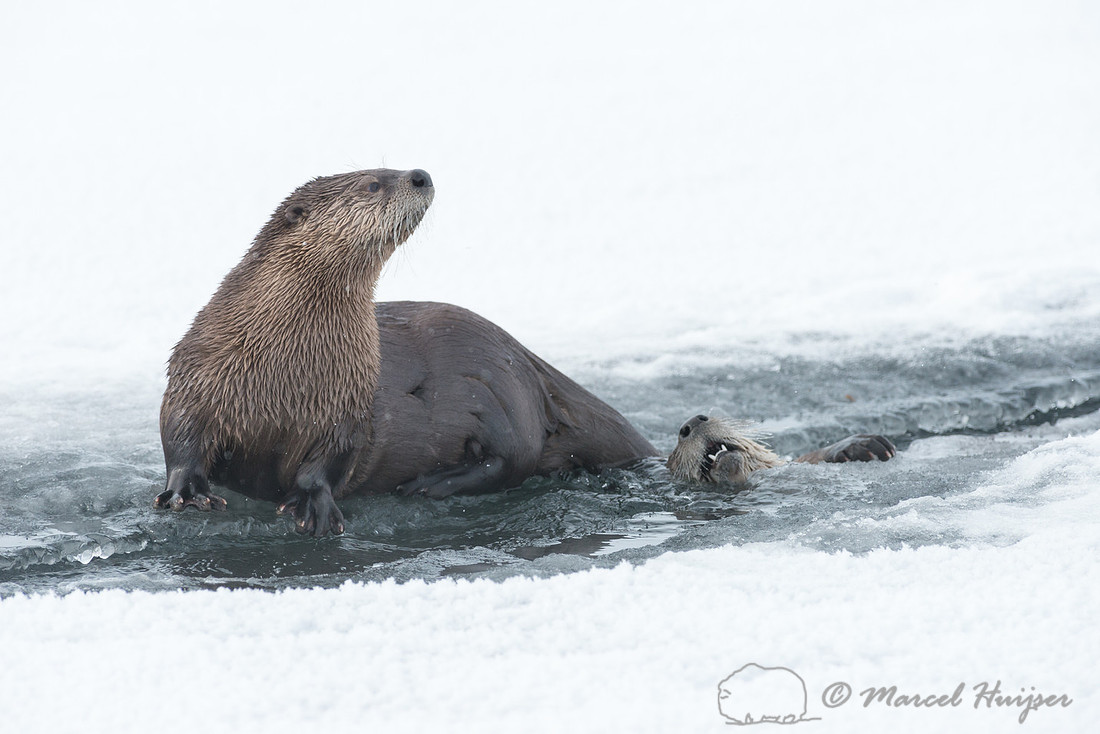 Northern river otter (Lontra canadensis), Wyoming, USA