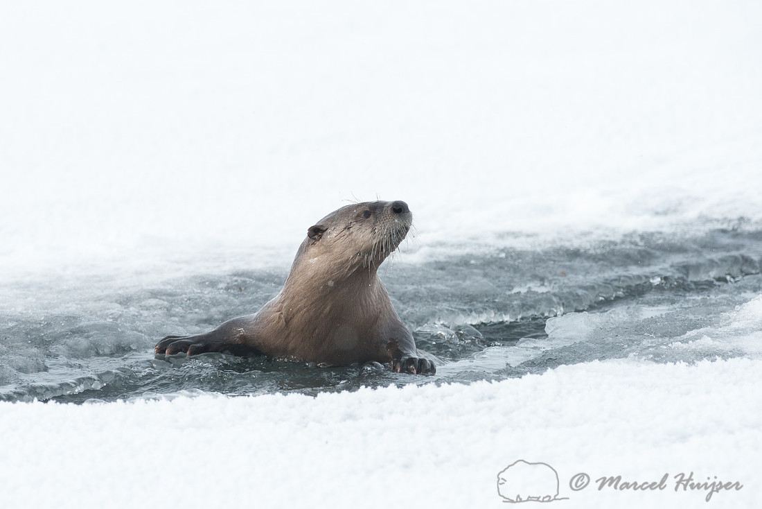 Northern river otter (Lontra canadensis), Wyoming, USA