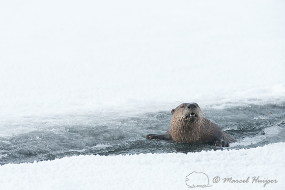 Northern river otter (Lontra canadensis), Wyoming, USA