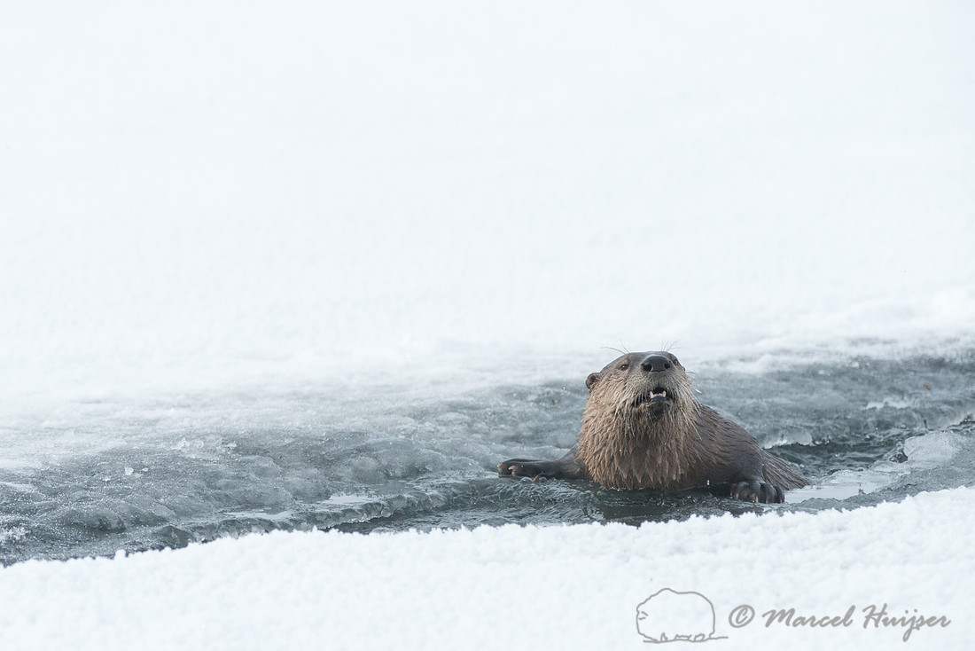 Northern river otter (Lontra canadensis), Wyoming, USA