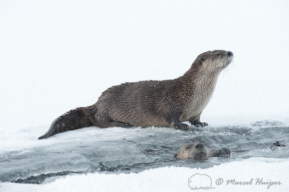 Northern river otter (Lontra canadensis), Wyoming, USA