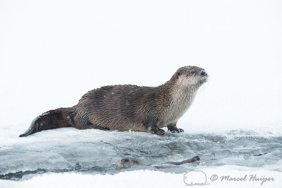 Northern river otter (Lontra canadensis), Wyoming, USA