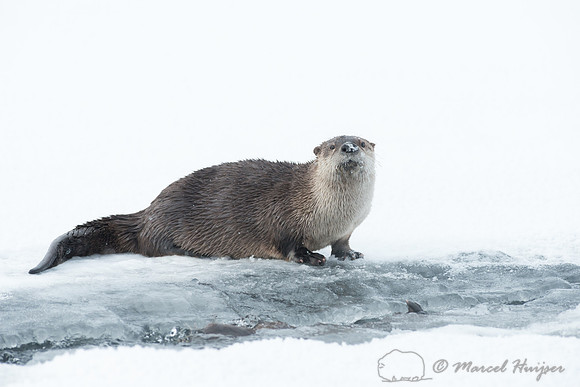 Northern river otter (Lontra canadensis), Wyoming, USA
