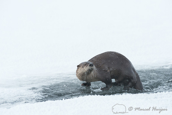 Northern river otter (Lontra canadensis), Wyoming, USA