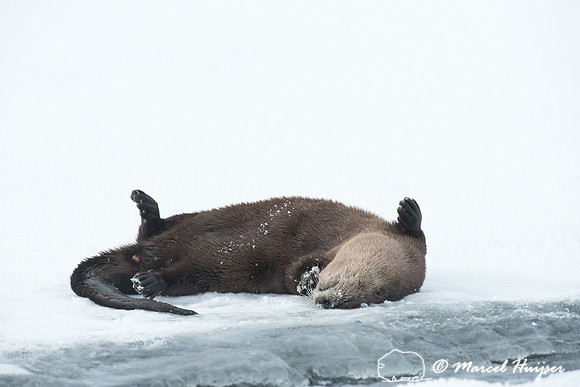Northern river otter (Lontra canadensis), Wyoming, USA