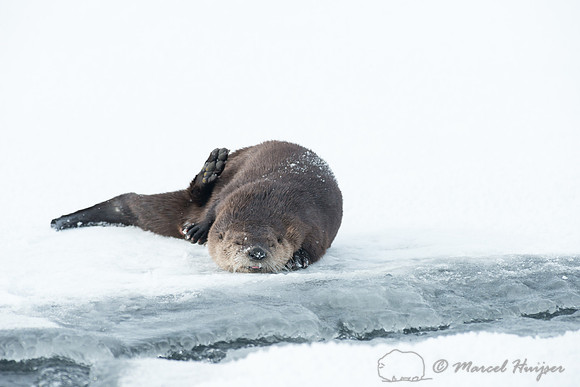 Northern river otter (Lontra canadensis), Wyoming, USA