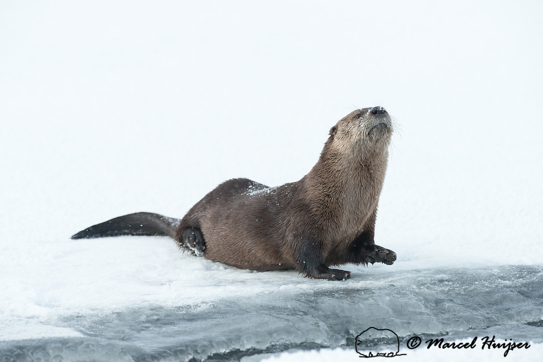 Northern river otter (Lontra canadensis), Wyoming, USA
