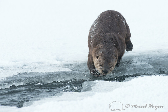 Northern river otter (Lontra canadensis), Wyoming, USA