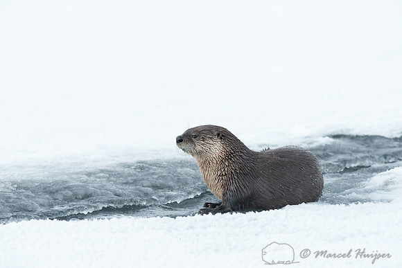 Northern river otter (Lontra canadensis), Wyoming, USA