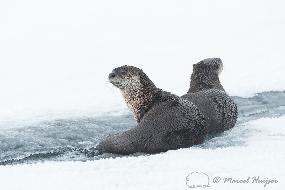 Northern river otter (Lontra canadensis), Wyoming, USA
