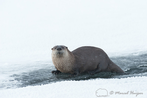 Northern river otter (Lontra canadensis), Wyoming, USA