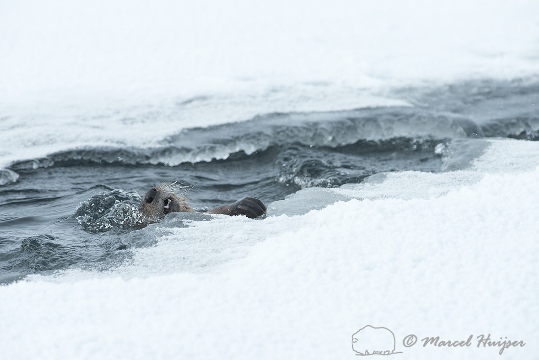 Northern river otter (Lontra canadensis), Wyoming, USA