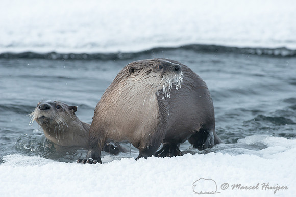 Northern river otter (Lontra canadensis), Wyoming, USA