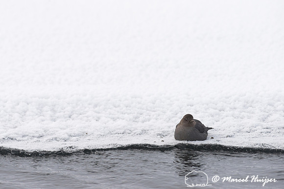 American dipper (Cinclus mexicanus), Wyoming, USA