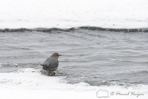 American dipper (Cinclus mexicanus), Wyoming, USA