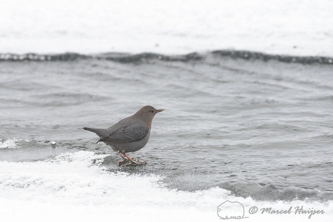 American dipper (Cinclus mexicanus), Wyoming, USA