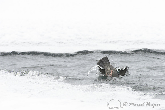 American dipper (Cinclus mexicanus), Wyoming, USA