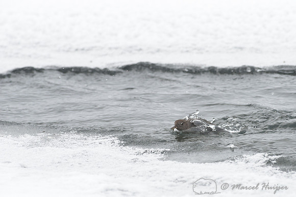 American dipper (Cinclus mexicanus), Wyoming, USA