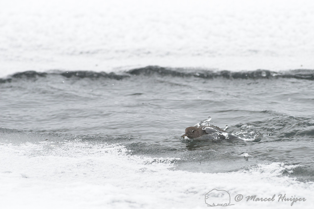 American dipper (Cinclus mexicanus), Wyoming, USA
