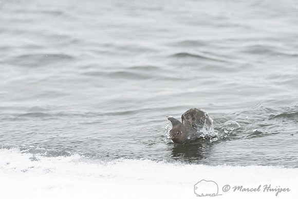 American dipper (Cinclus mexicanus), Wyoming, USA