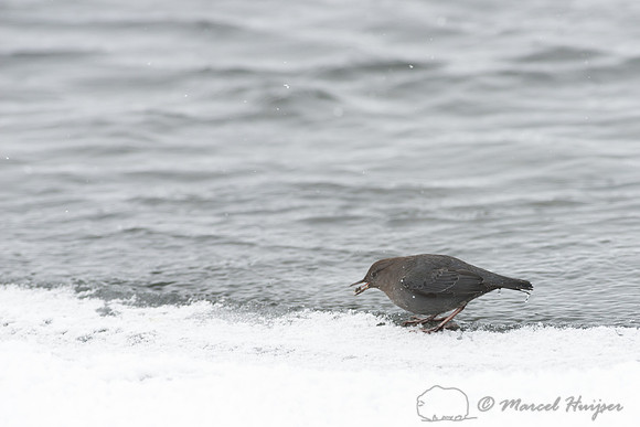 American dipper (Cinclus mexicanus), Wyoming, USA