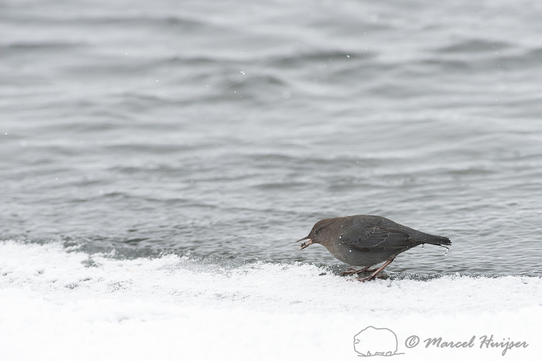 American dipper (Cinclus mexicanus), Wyoming, USA