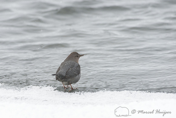 American dipper (Cinclus mexicanus), Wyoming, USA